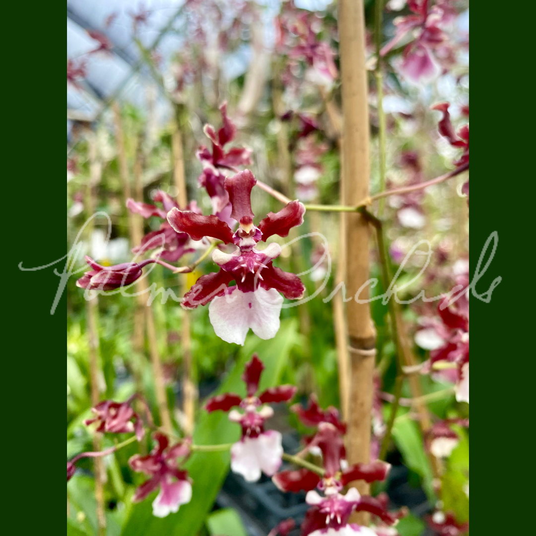 Onc. Sharry Baby 'Sweet Fragrance' - Palmer Orchids 3.png