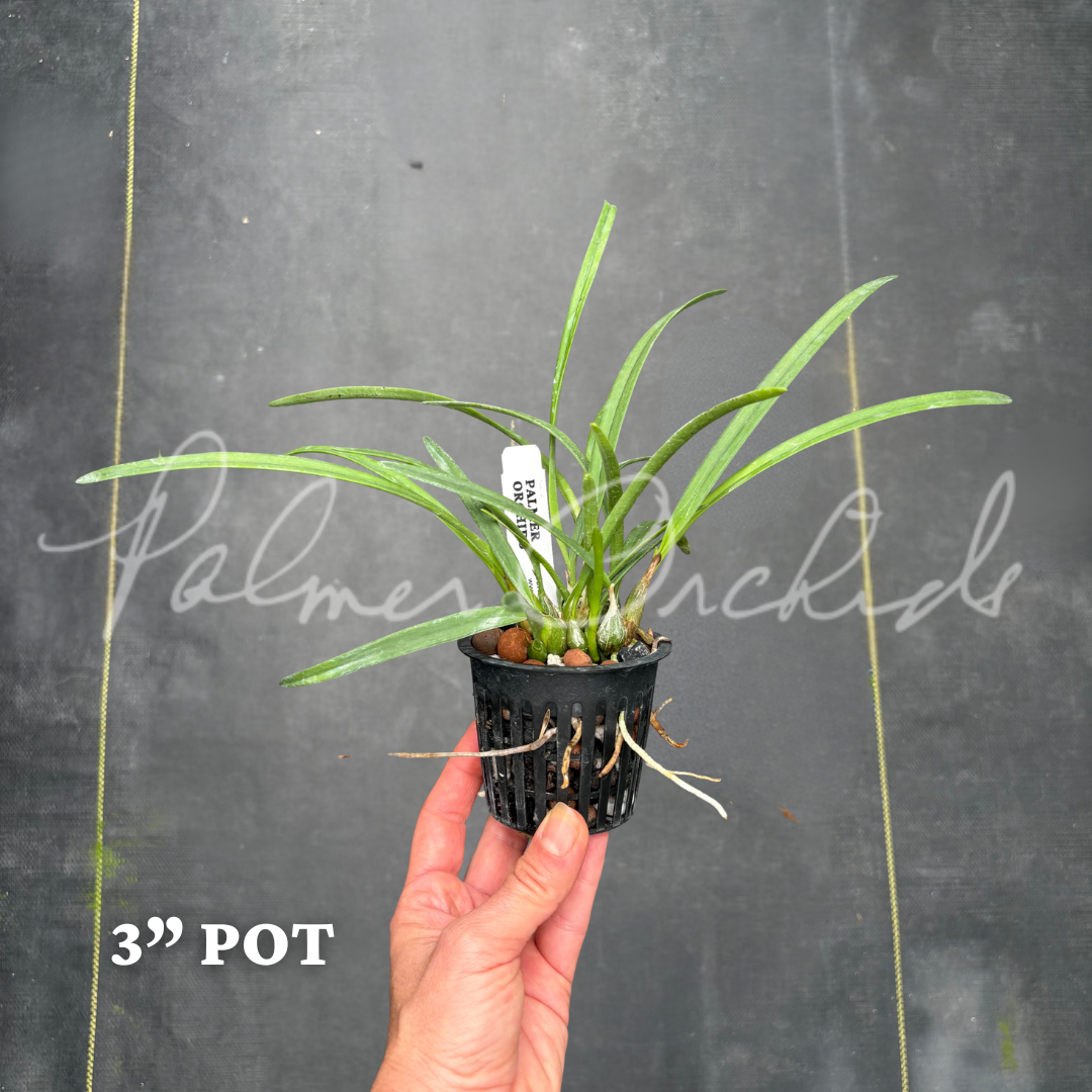 Enc tampensis alba 3 in.png