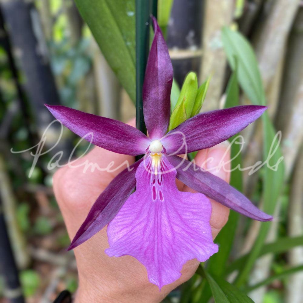 Milt. QF Hokulea  Palmer Orchids