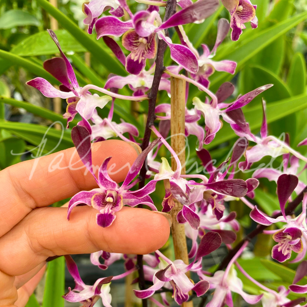 Den. QF Hawaiian Magic  Palmer Orchids