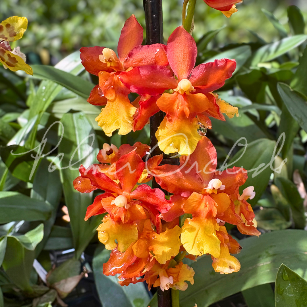 Vuyl Melissa Brianne 'Dark' IN SPIKE Blooming size oncidium type orchid