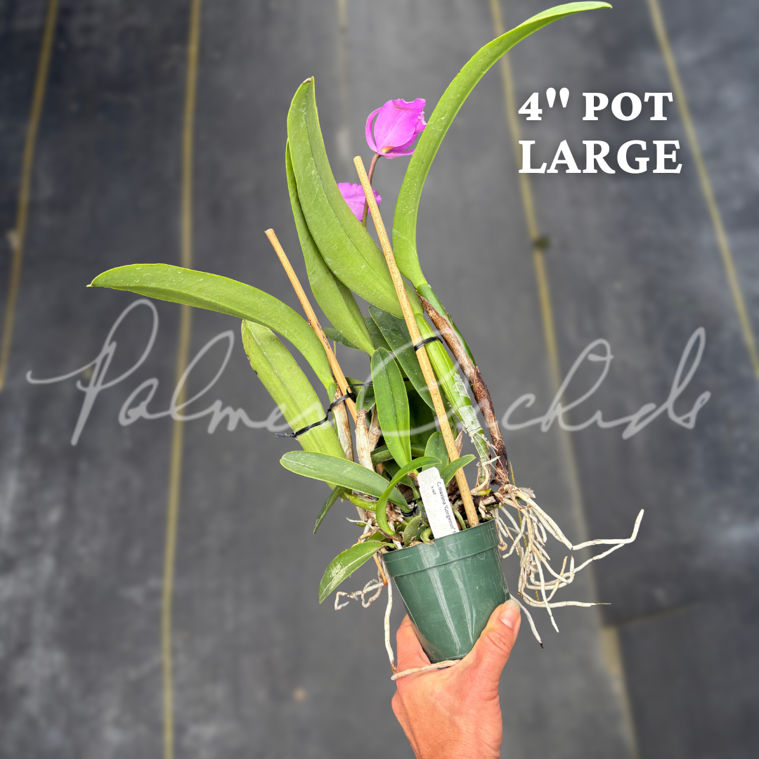 Cattleya maxima 'Gorgeous' x self.png
