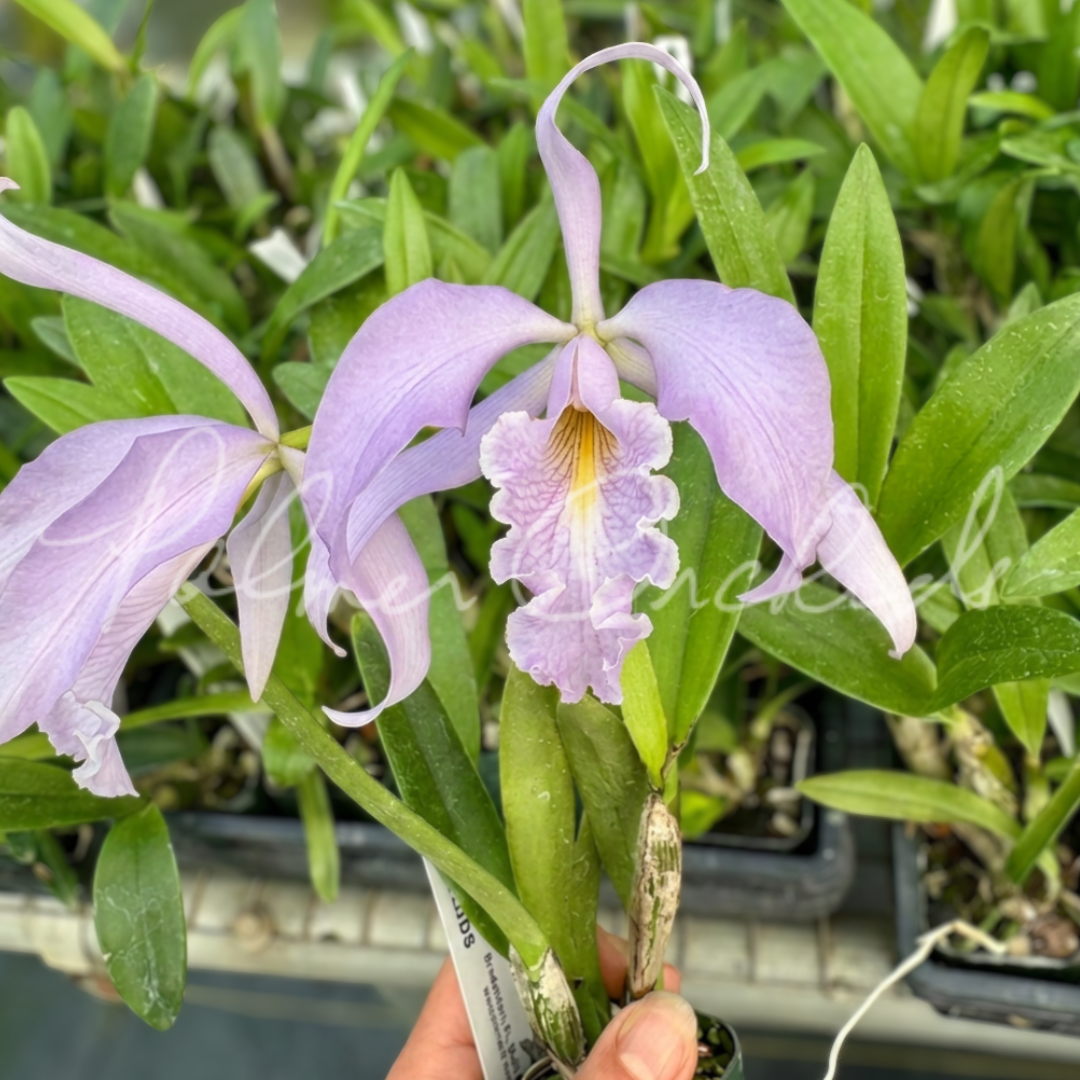 Cattleya maxima coerulea - Palmer Orchids 2.png