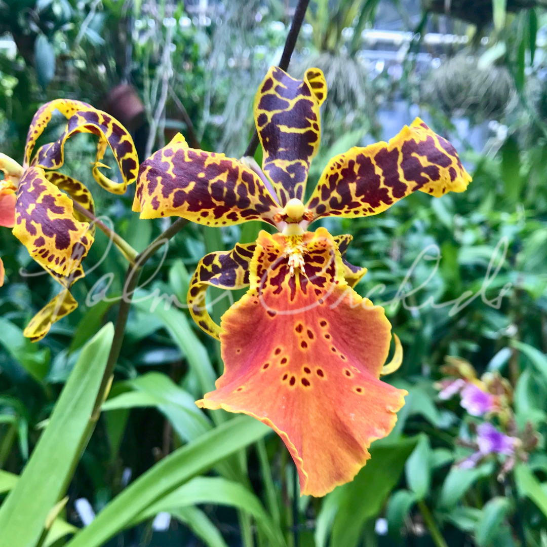 Alcra. Hilo Ablaze ‘Hilo Gold’ AM/AOS