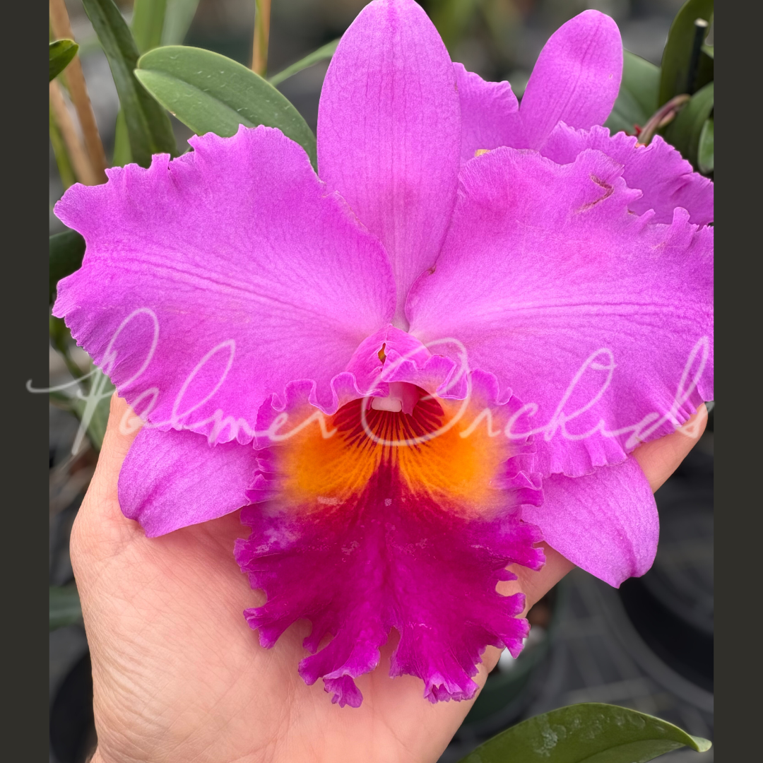 Rlc. Volcano Peaceful 1.png