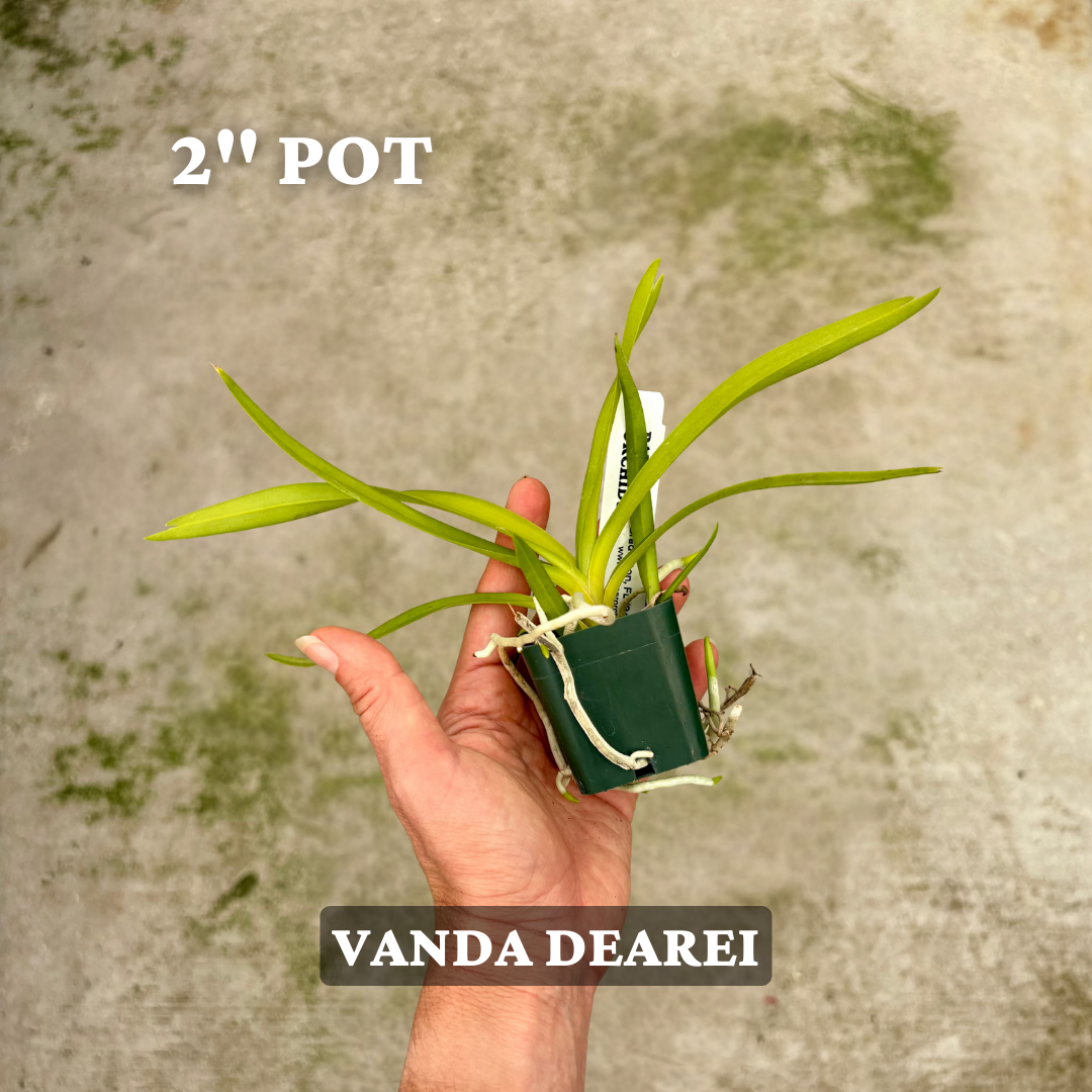 Vanda dearei 2_ Pot.png