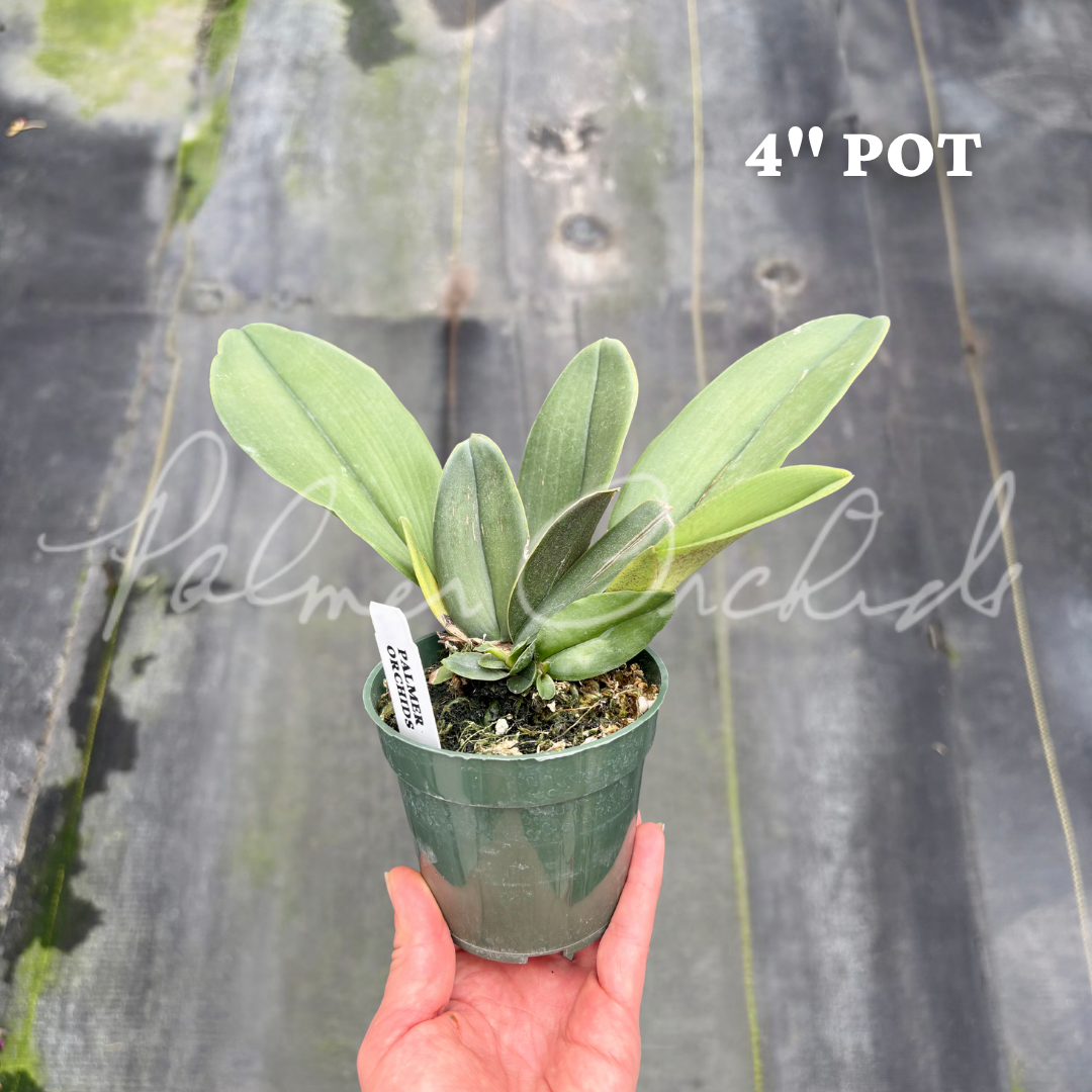 Pyp. Mariposa Palmer Orchids 3.png