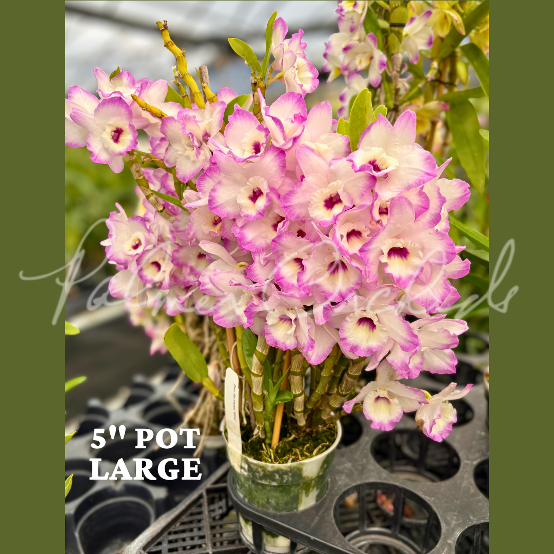 Den. My Sweet 'Wink'.png