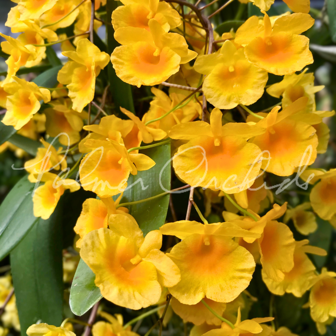 Dendrobium aggregatum