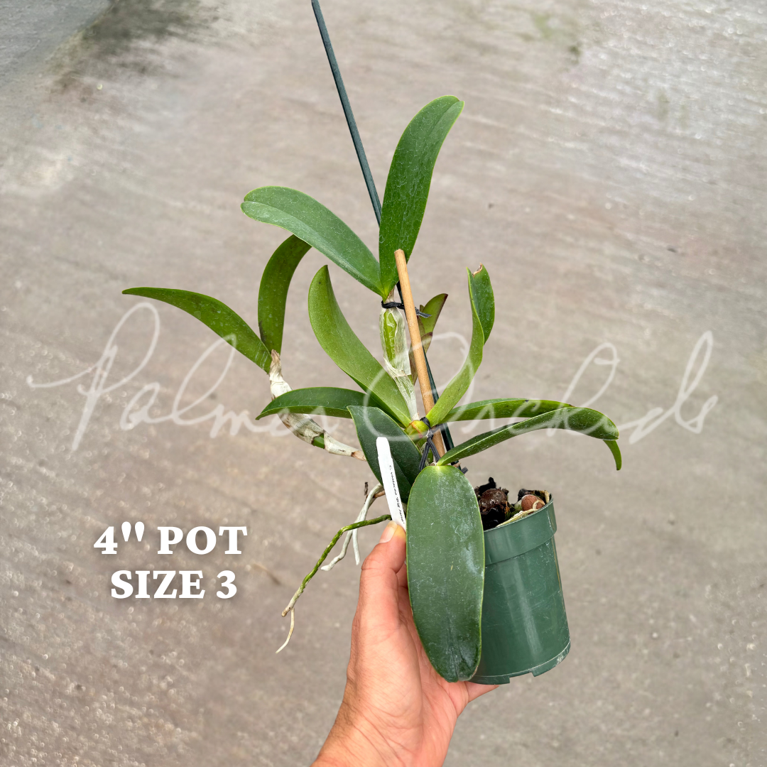 c violacea big jane size 3.png