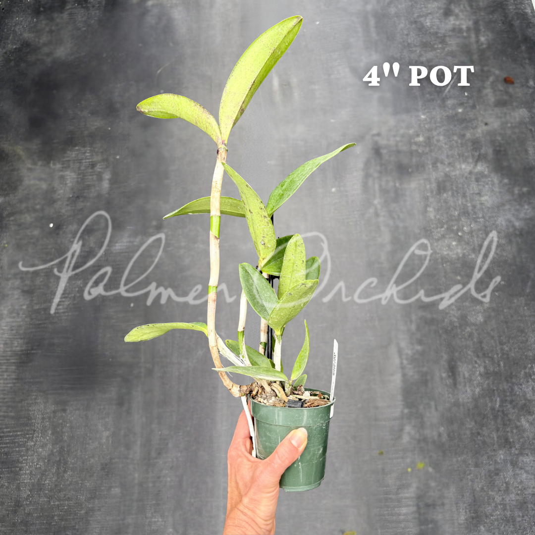 C. Monte Elegante x tigrina 8.png