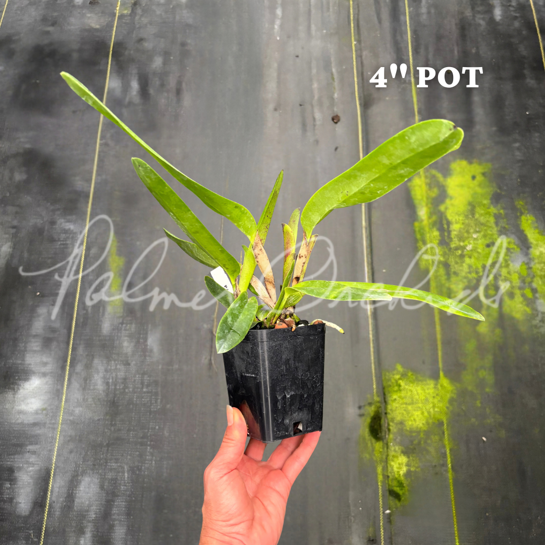 Laelia tenebrosa Palmer Orchids 4 inch 2.png