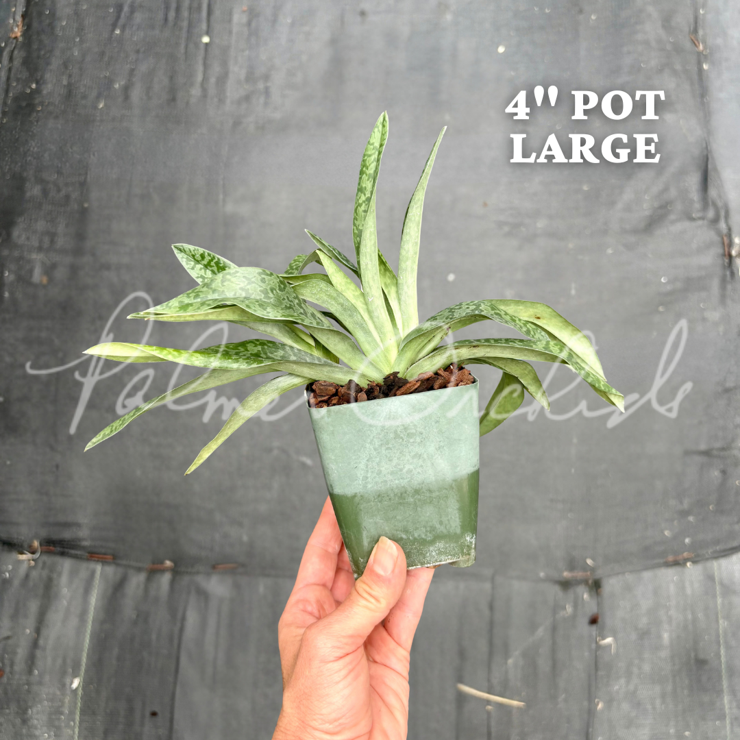 Paph. venustum alba - 4 inch large 2.png