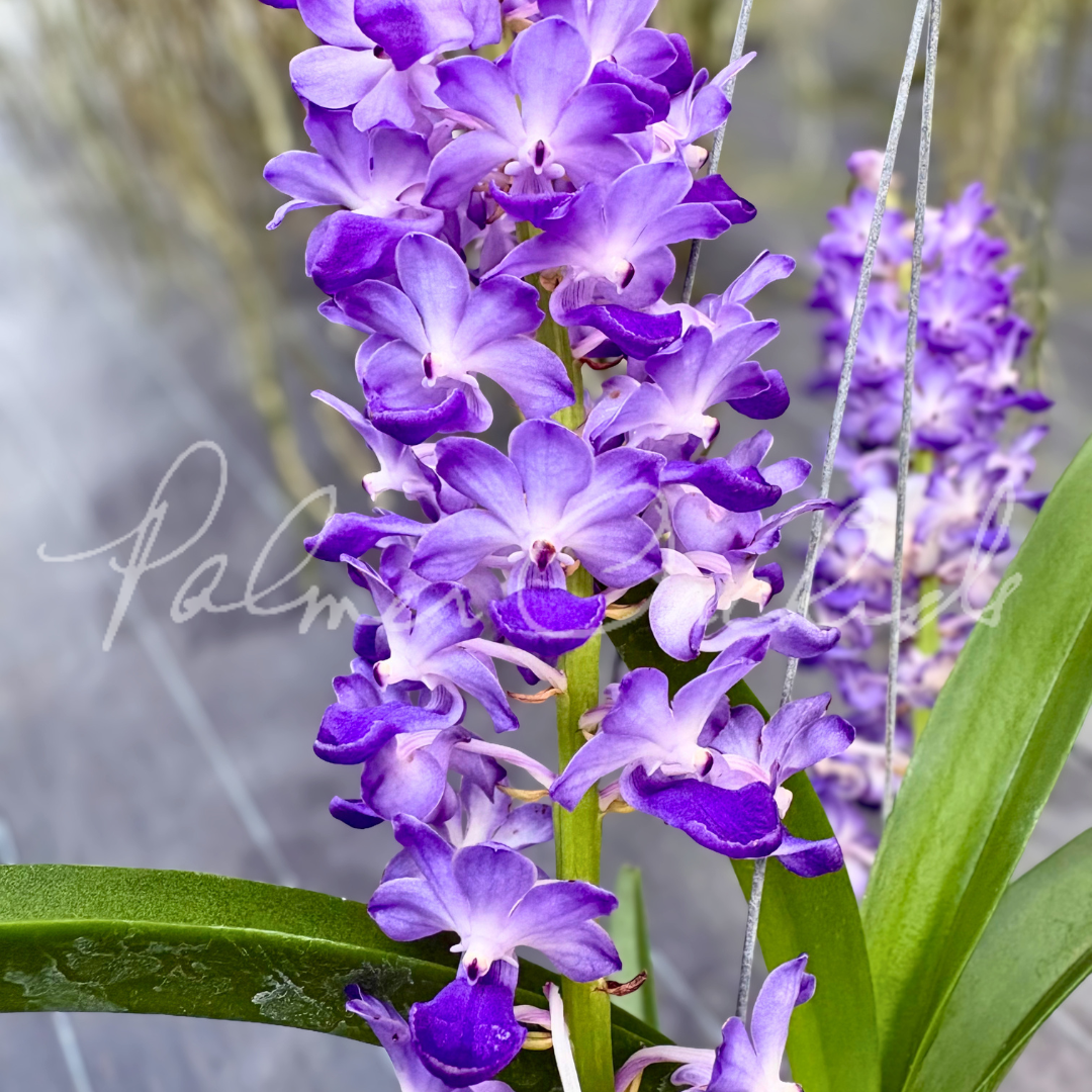 Rhy. coelestis Palmer Orchids 5.png