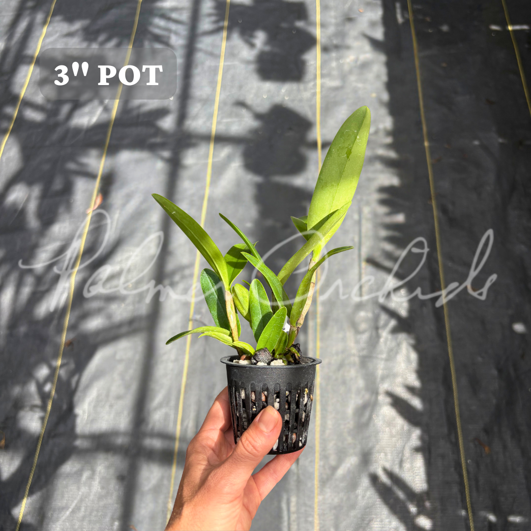 Ctt. Bactia 'Grape Wax' Palmer Orchids 6.png