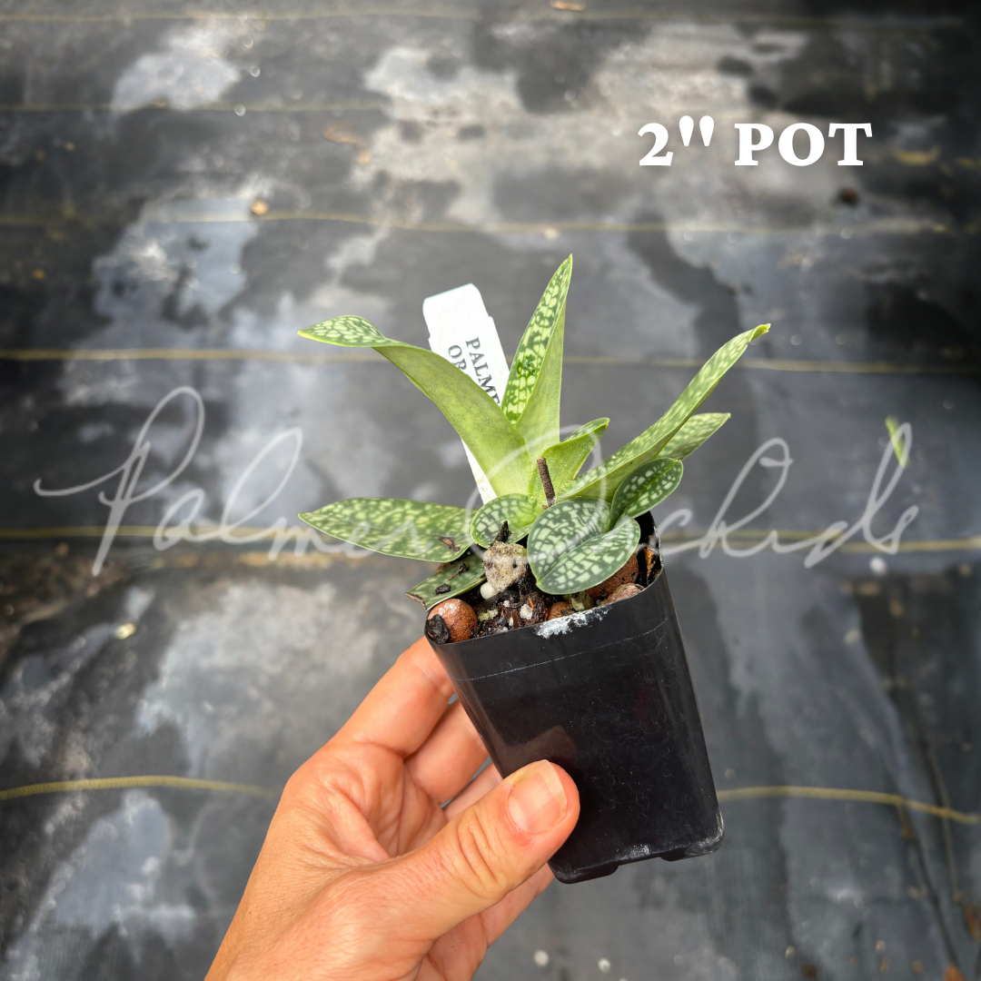 Paph. delenatii alba 3.png