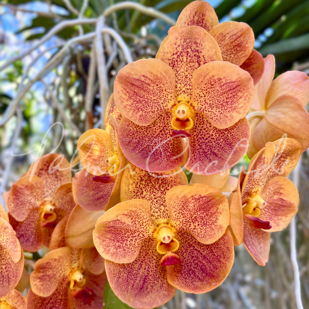 Vanda Sonia Daccach No 502 3.png