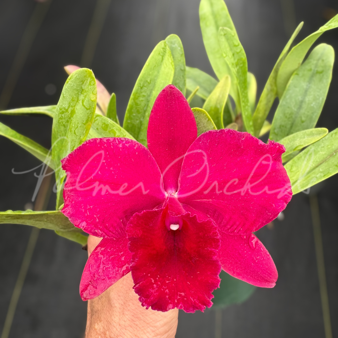 Rth. Sylvia Wagner x Rlc. Paradise Red 4.png
