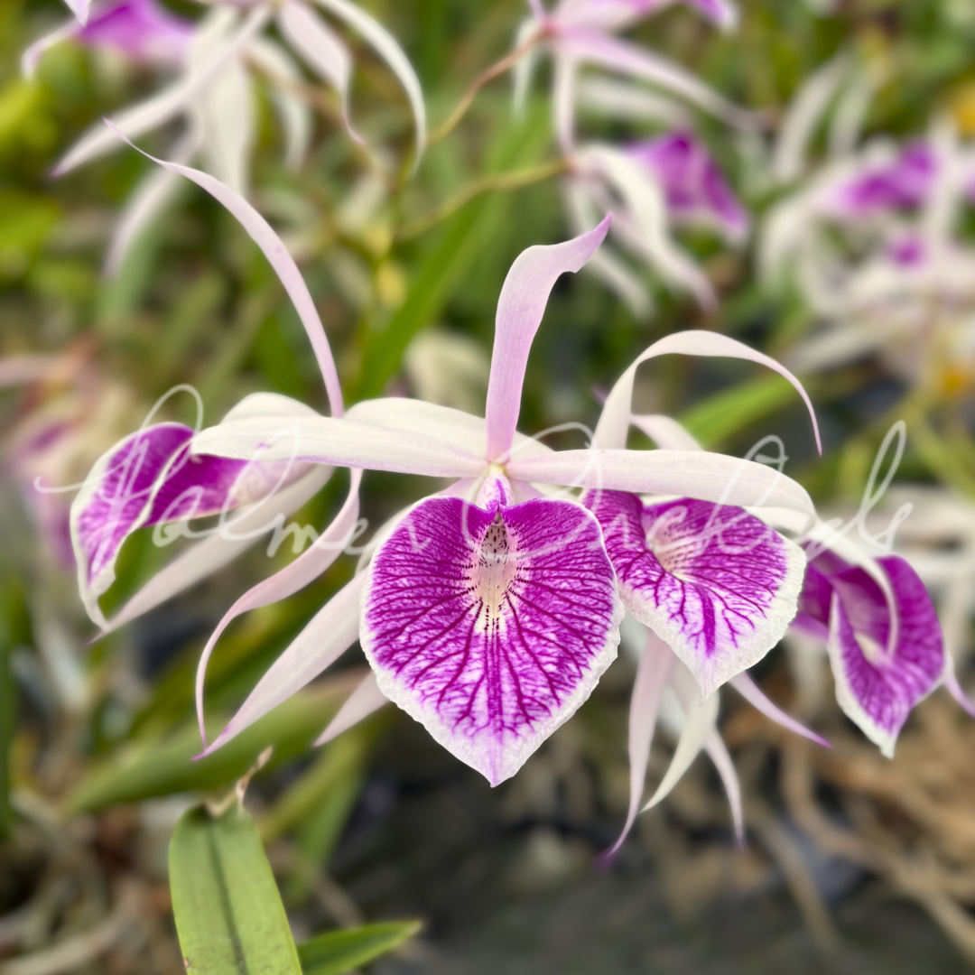 Bc. Clear Stars 'Palmer Orchids' clone