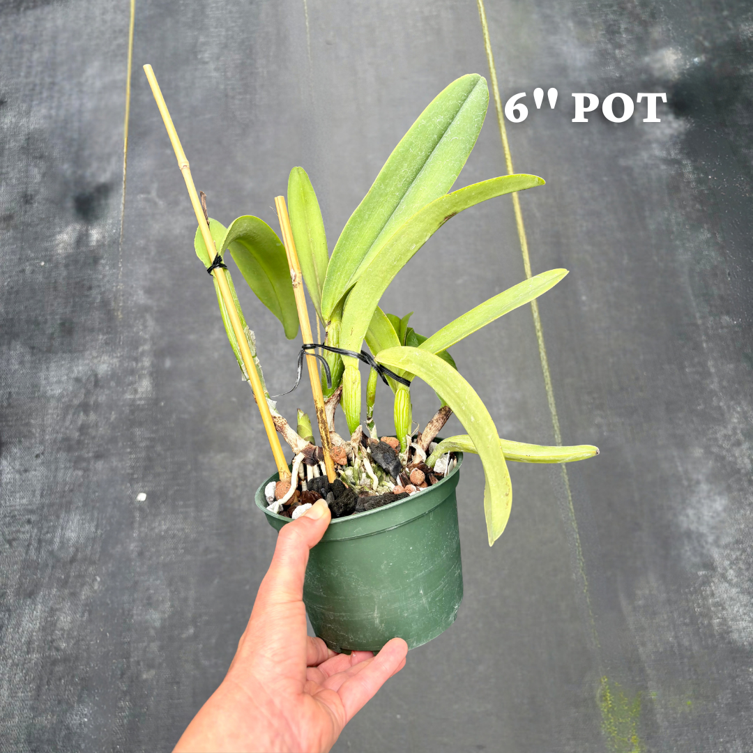 Cattleya maxima 'Gorgeous' x self 6 inch 2.png