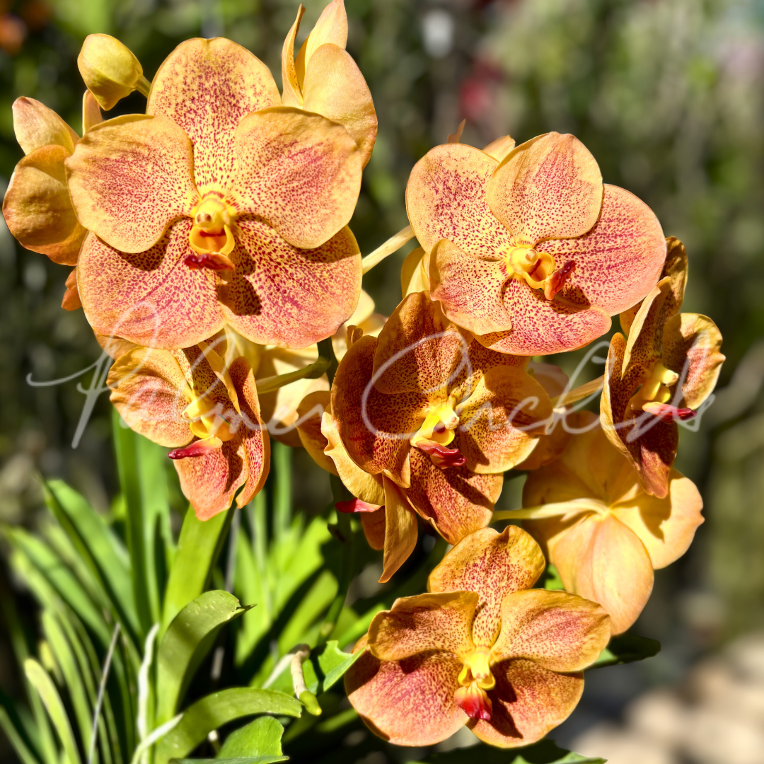 Vanda Sonia Daccach No 502 7.png