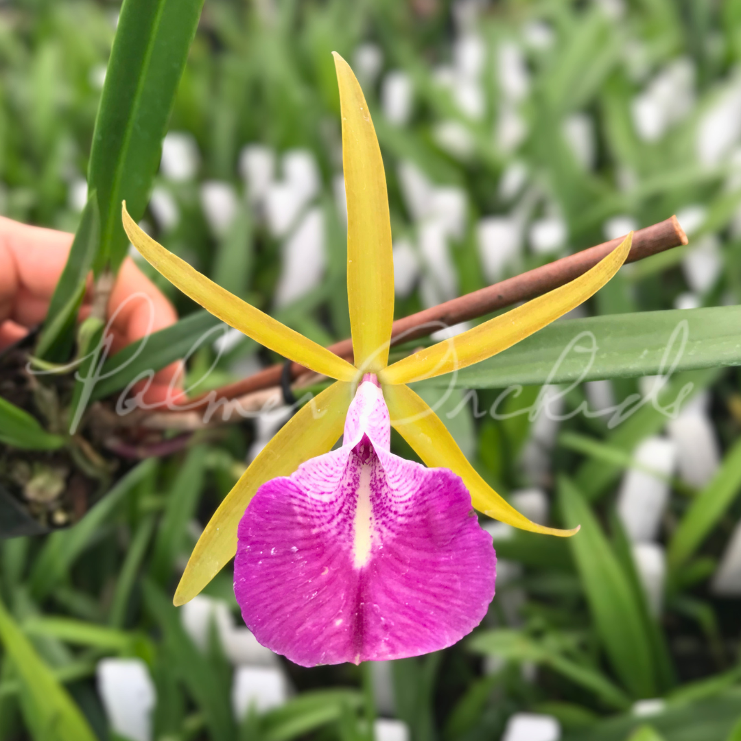 Bc. Star Ruby 'Xanadu' - Palmer Orchids 4.png