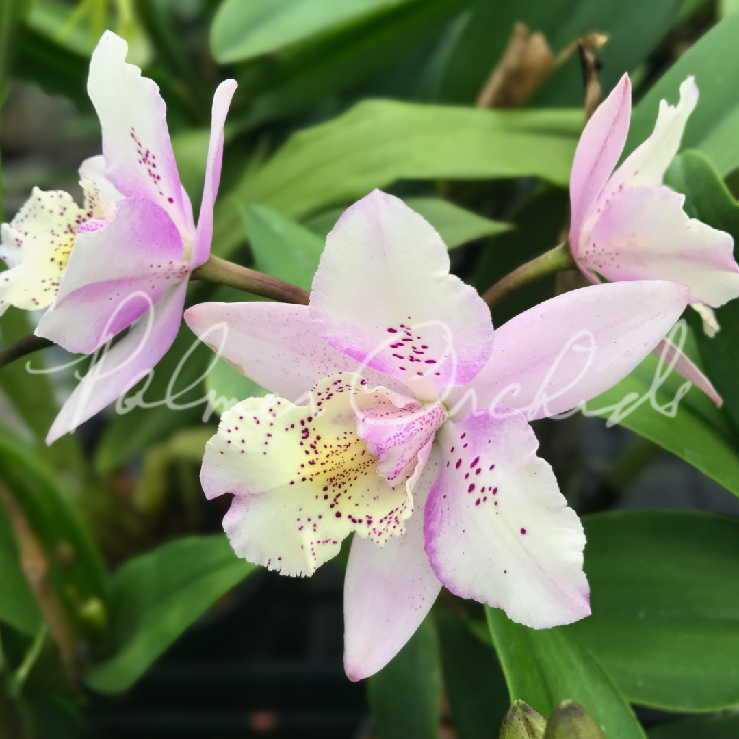 Bcn. Aka's Aloha 'Dream Dust' - compact cattleya blush pink