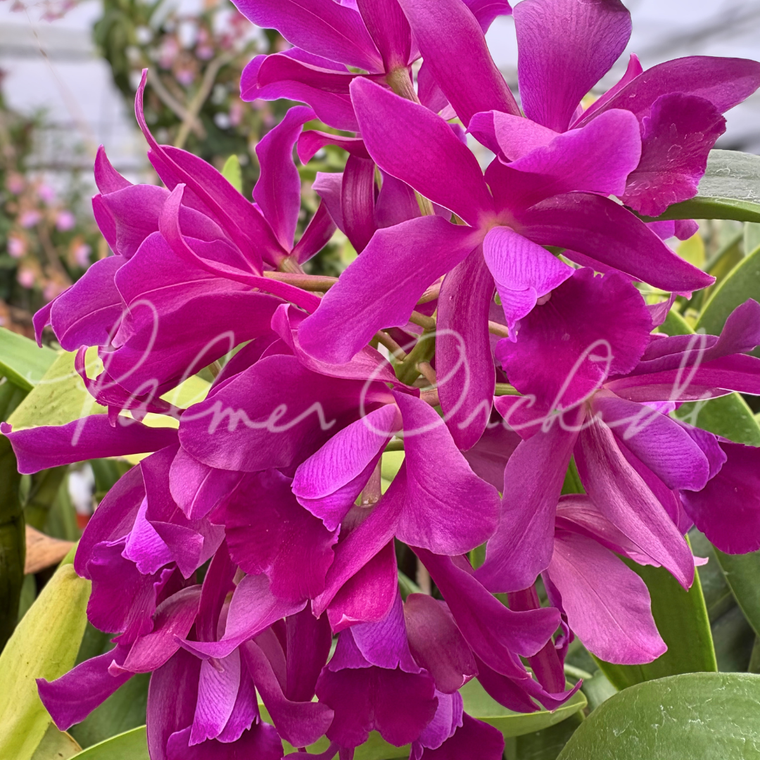 Ctt. Bactia 'Grape Wax' Palmer Orchids 1.png