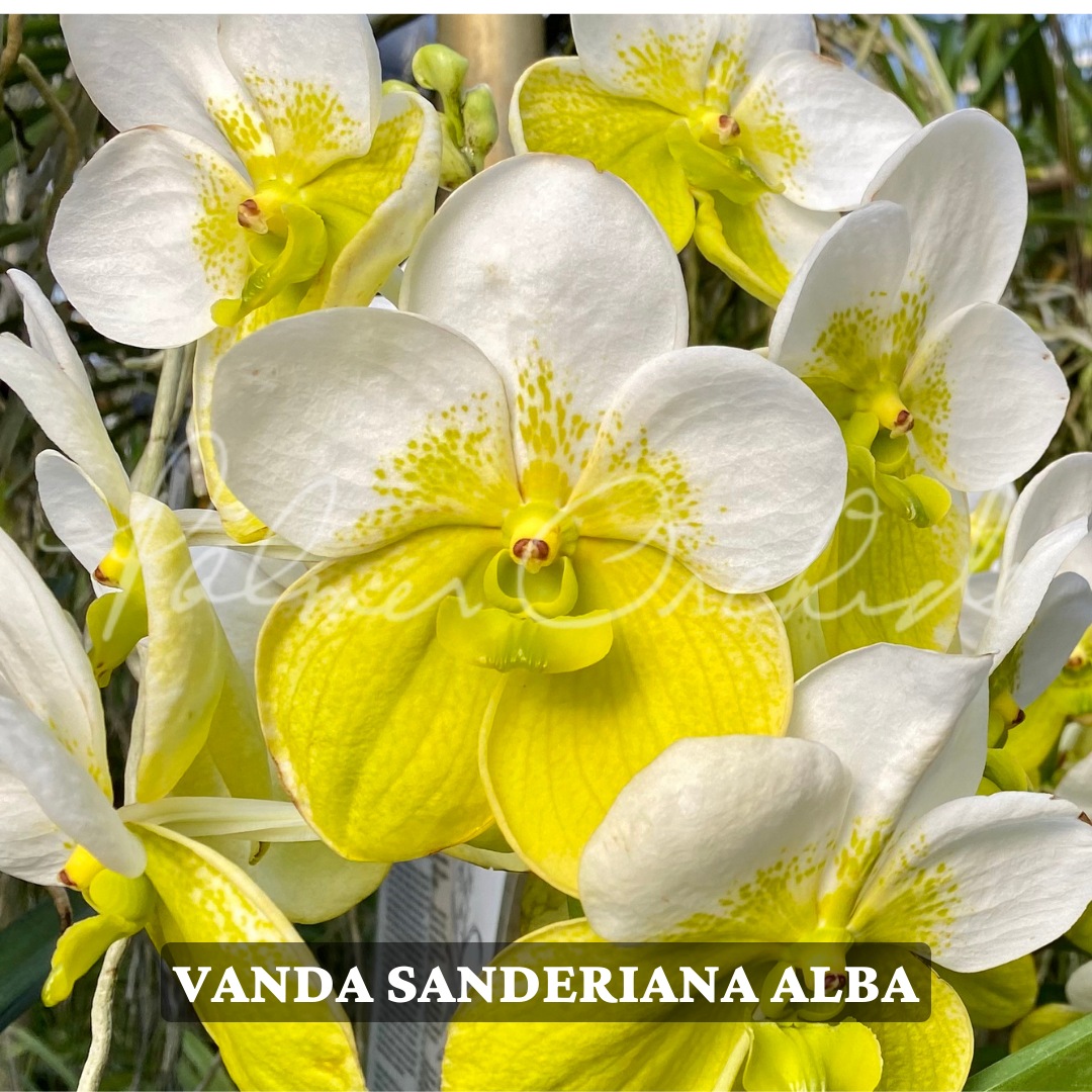 Vanda sanderiana alba.png