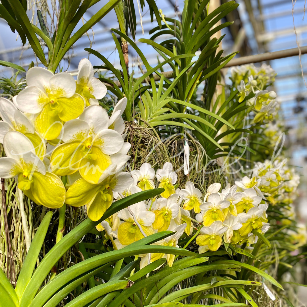 Vanda sanderiana alba 2.png