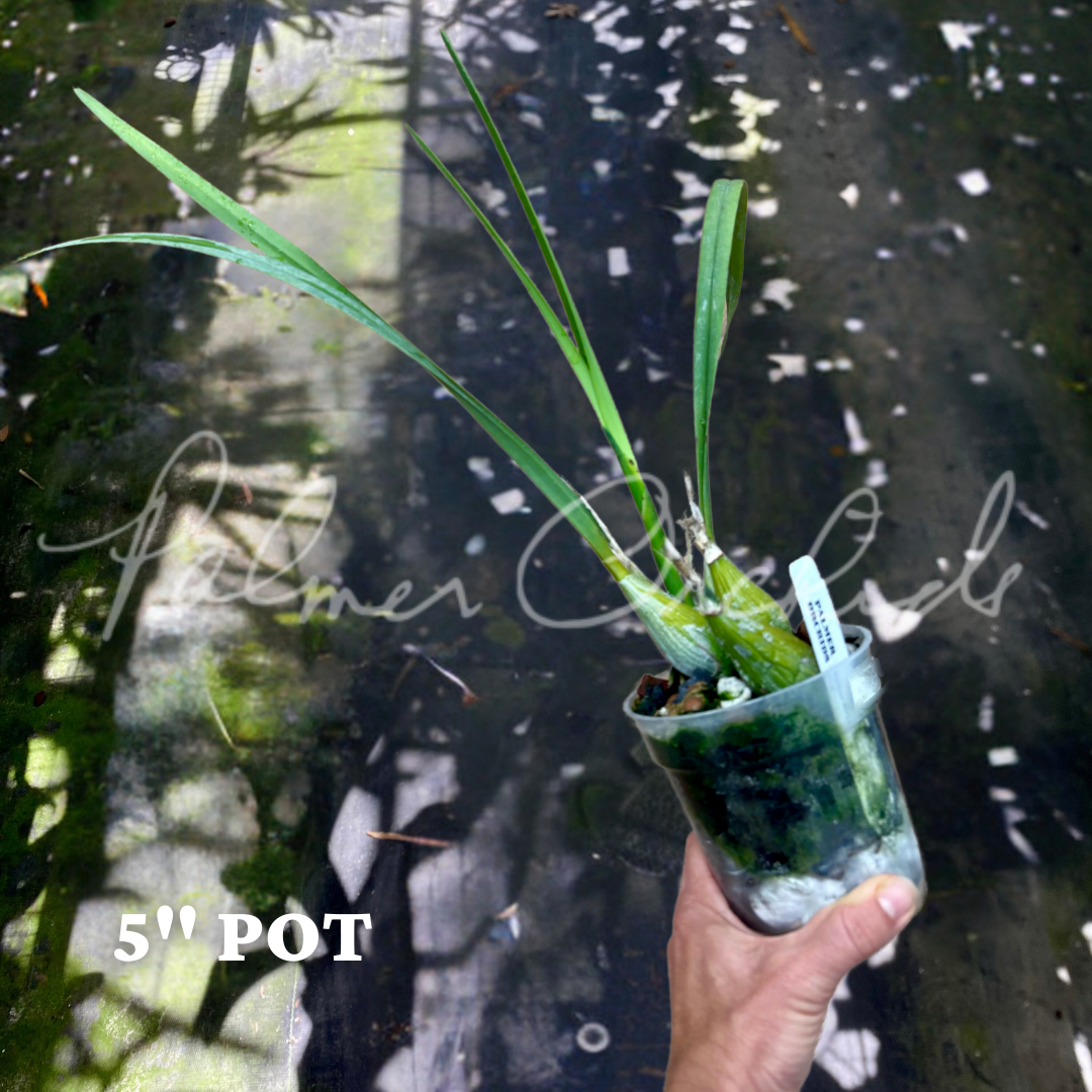 Encyclia randii alba.png