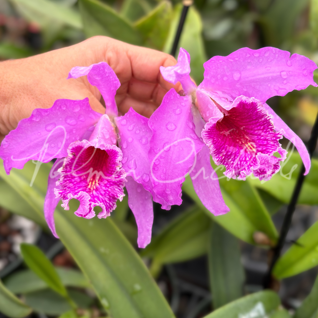 Cattleya maxima 'Gorgeous' x self 6.png