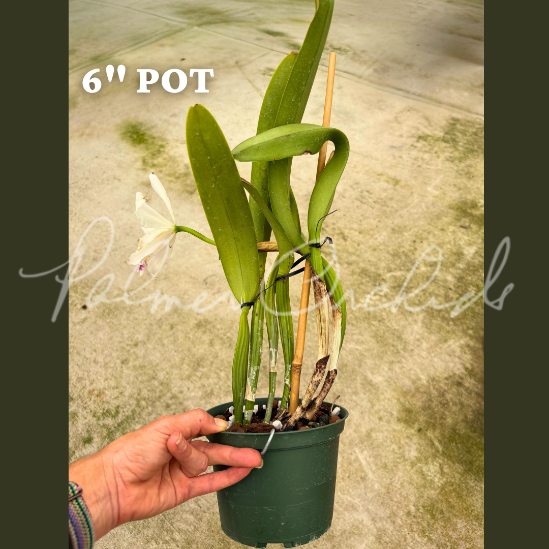 Cattleya jenmanii semi-alba 6.png
