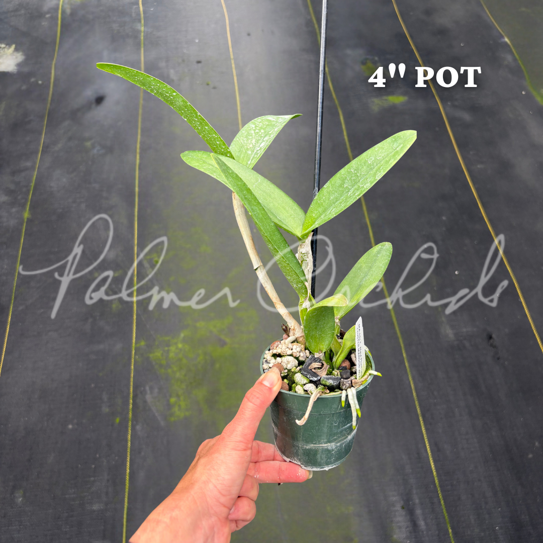 C. Maui Plum 'Volcano Queen' Palmer Orchids - 4.png