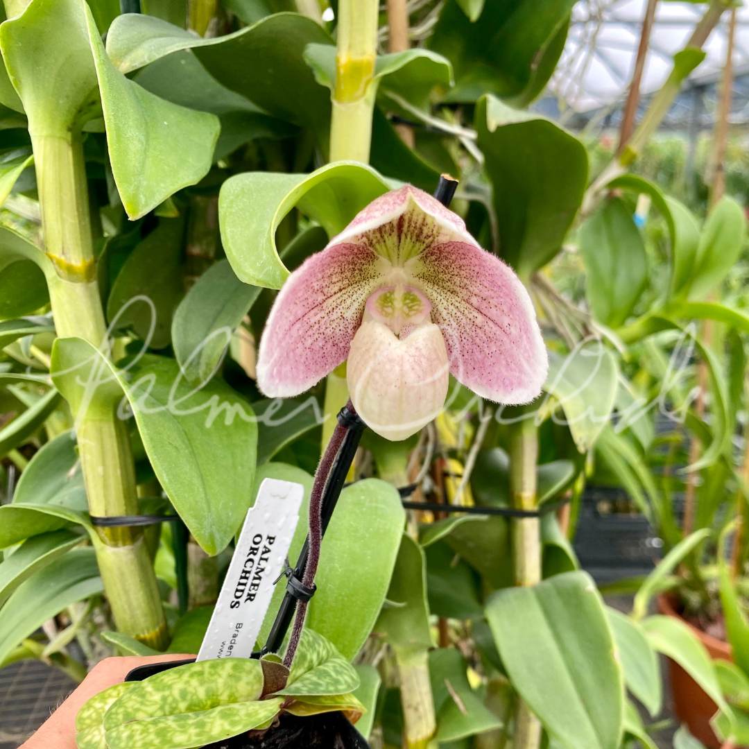 Paph. White Madonna (Paph. niveum x Paph. acmodontum)