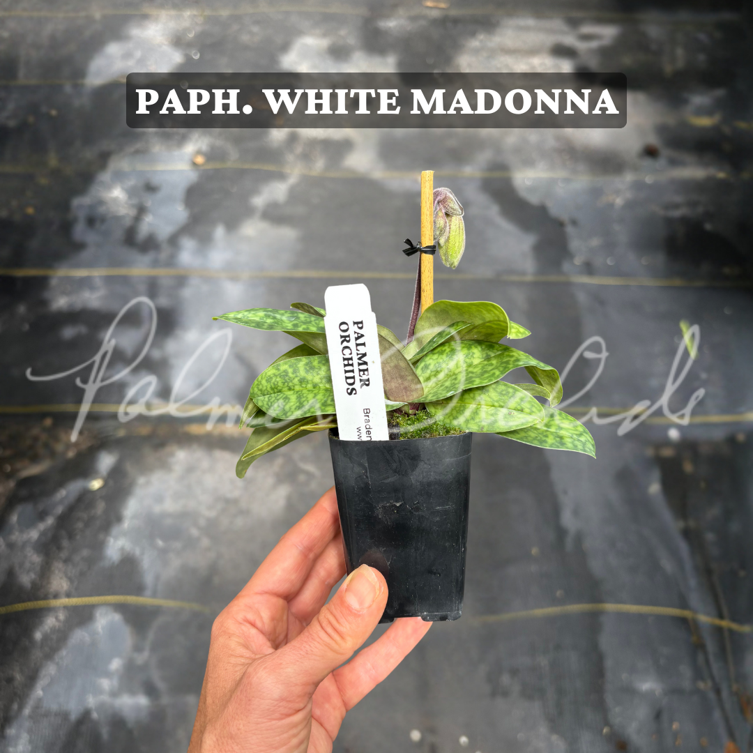 Paph. White Madonna (Paph. niveum x Paph. acmodontum)