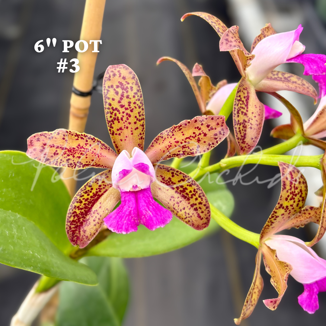 Cattleya tigrina (albina x alba) 9.png