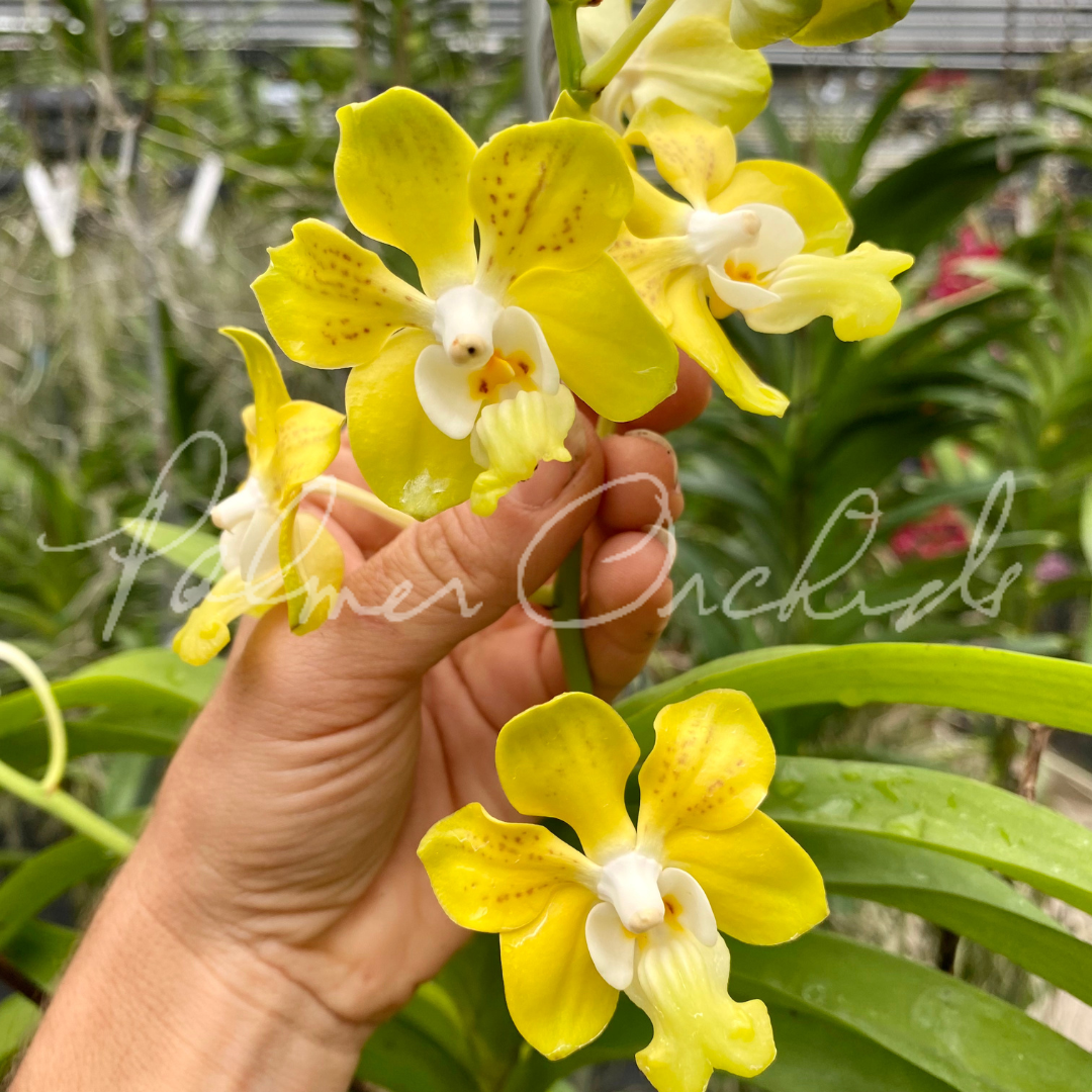 Vanda denisoniana 4.png