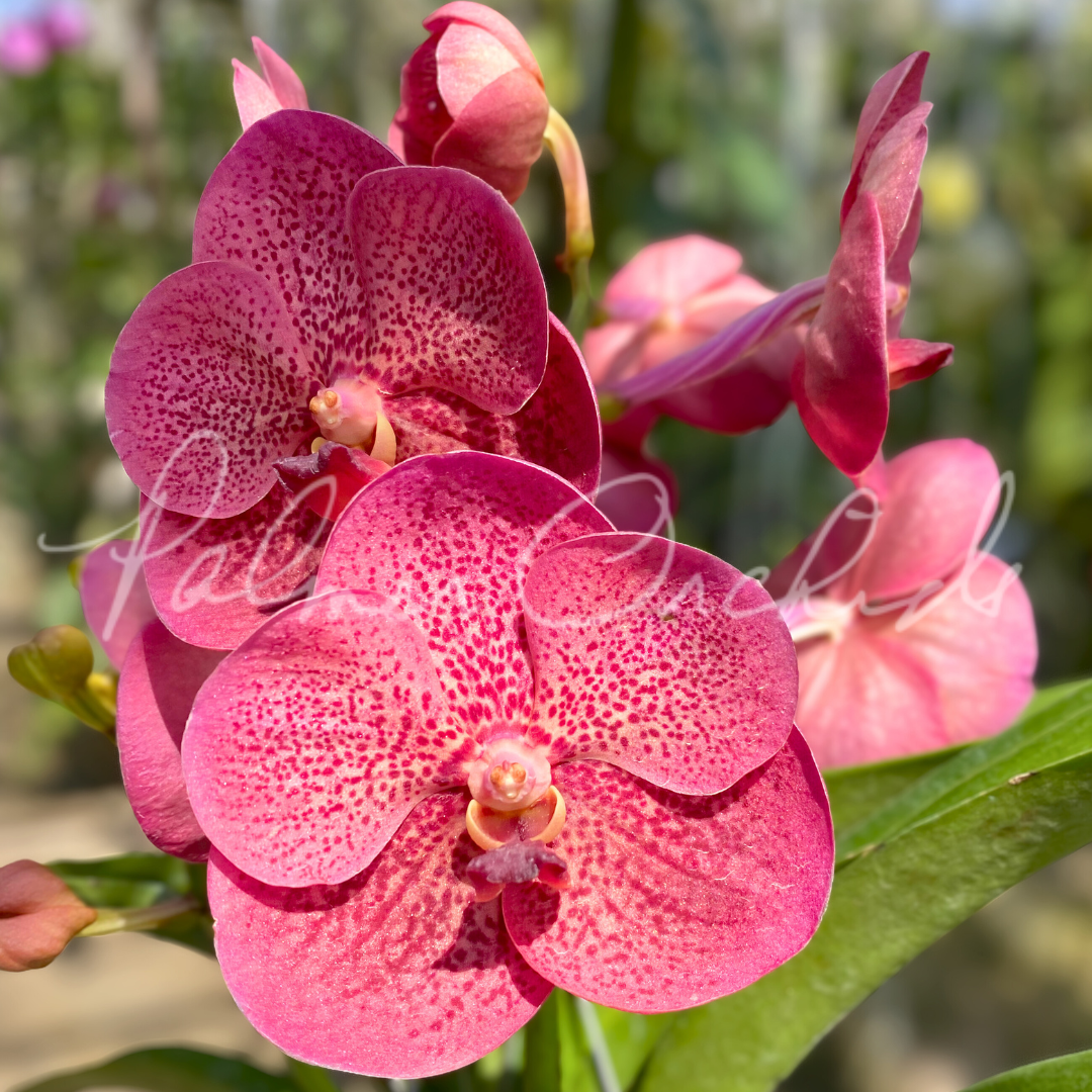 Vanda Uraiwan Belle 'Red' 3.png