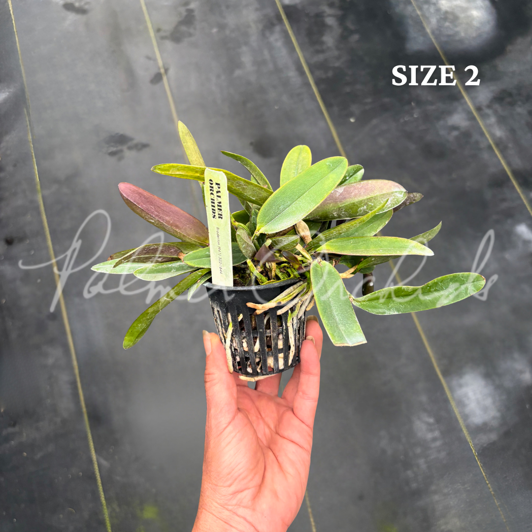 Cattleya schilleriana size 2.png