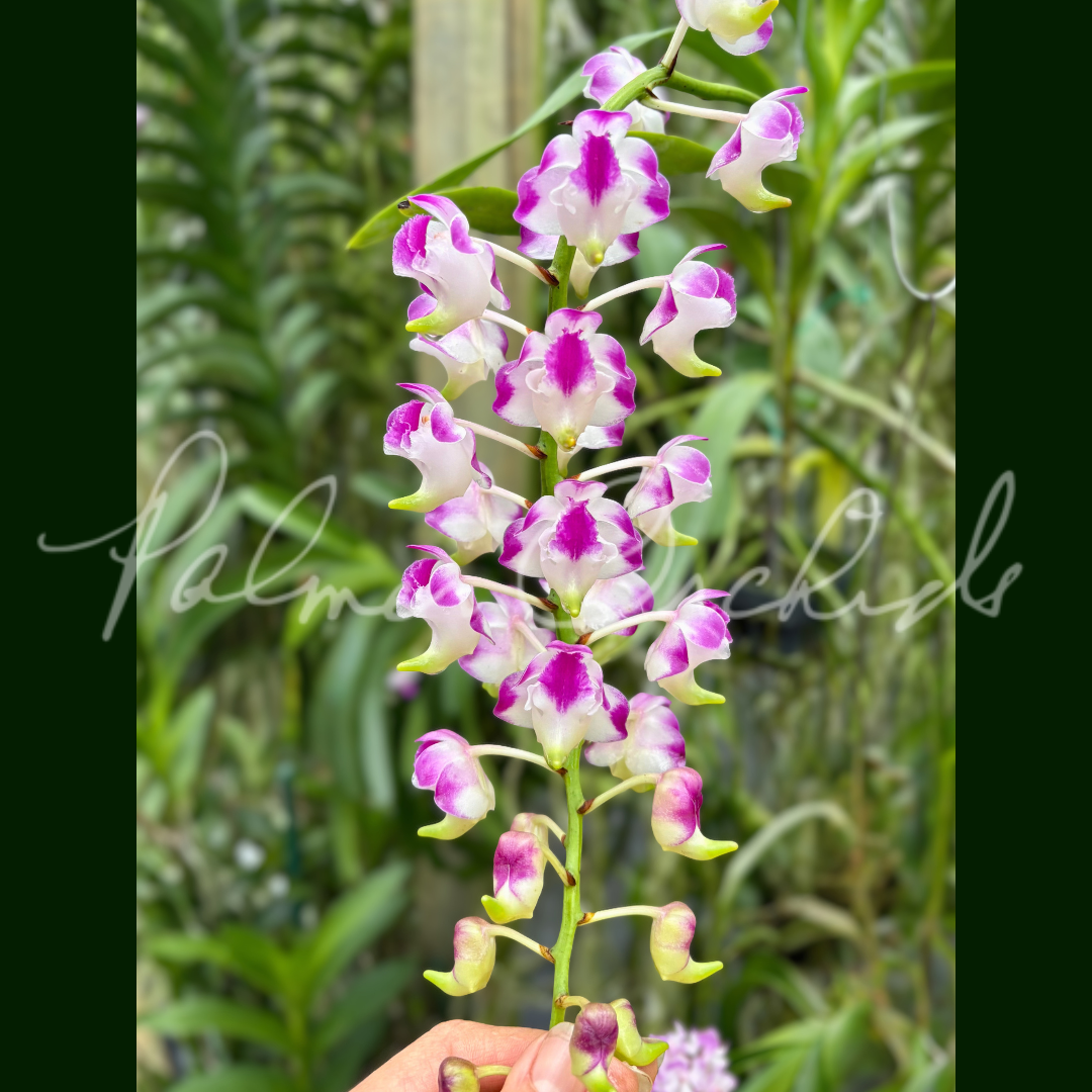 Aerides lawrenceae Palmer Orchids 6.png