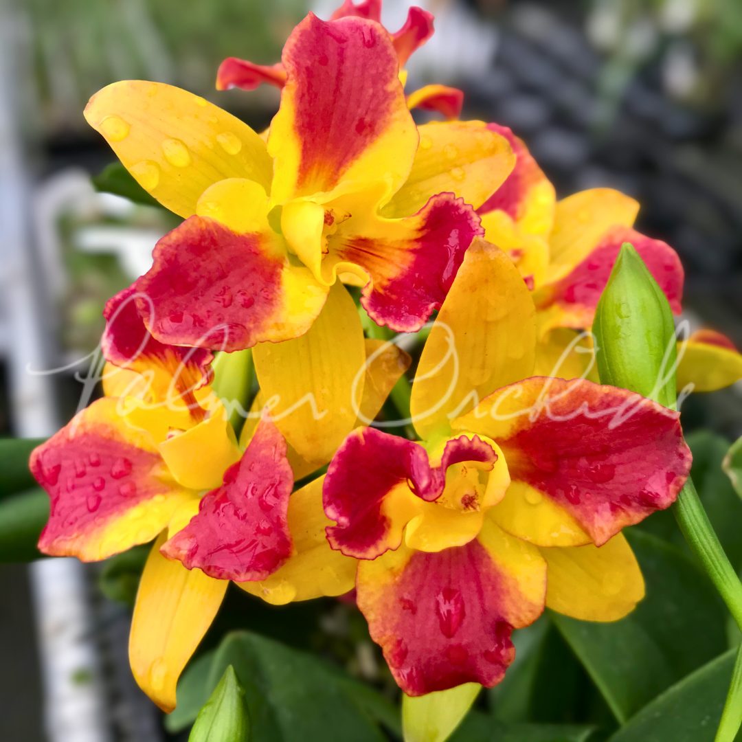 Rth. Burana Beauty 'Burana' 2.png
