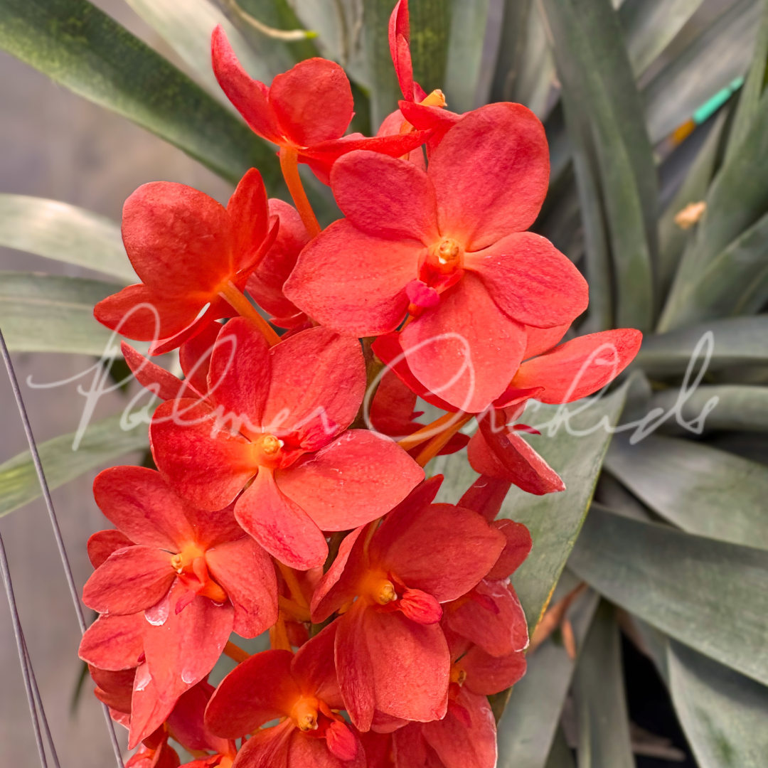 Rntda. Jairak Orange Palmer Orchids 3.png