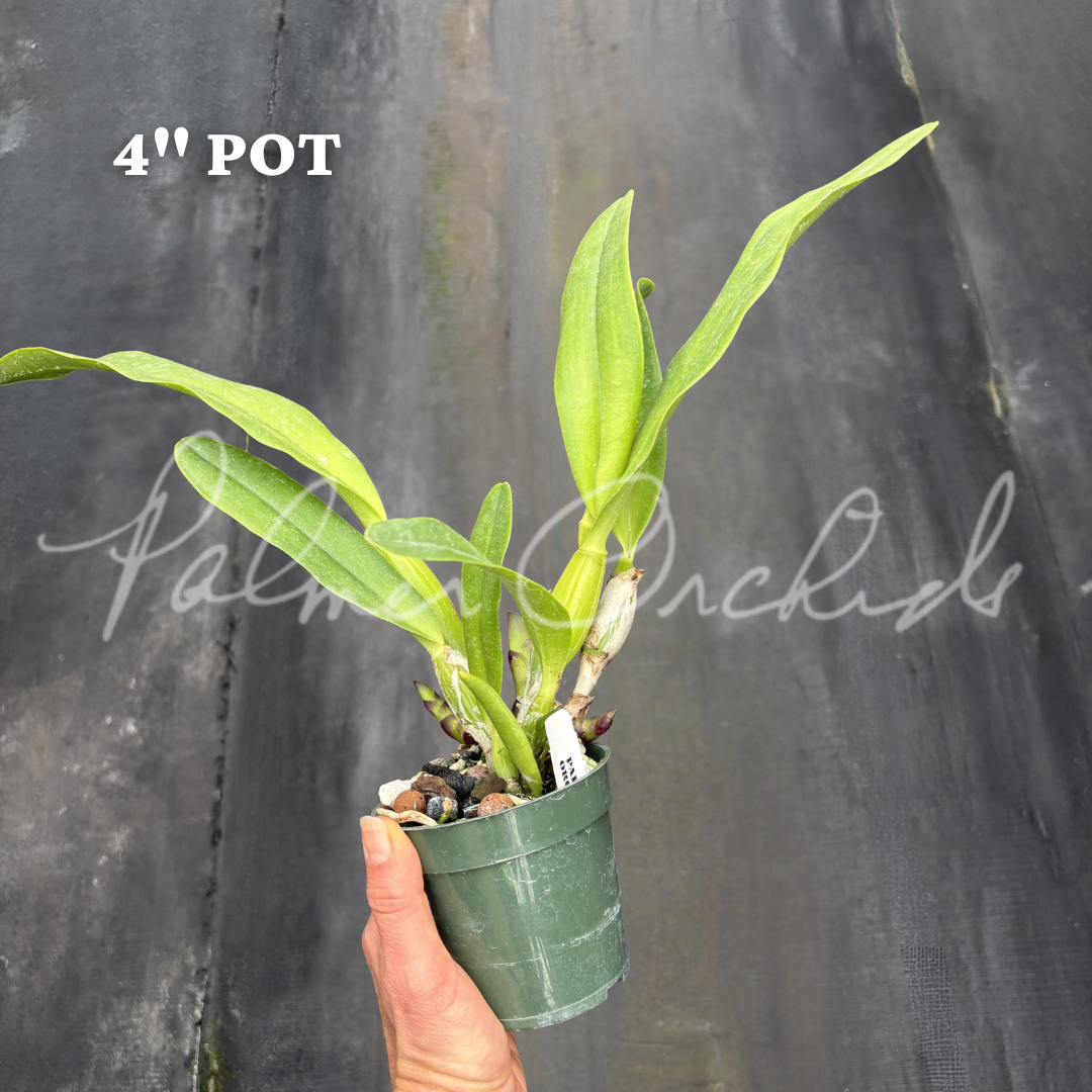 Rth. Schear Happiness 5.png