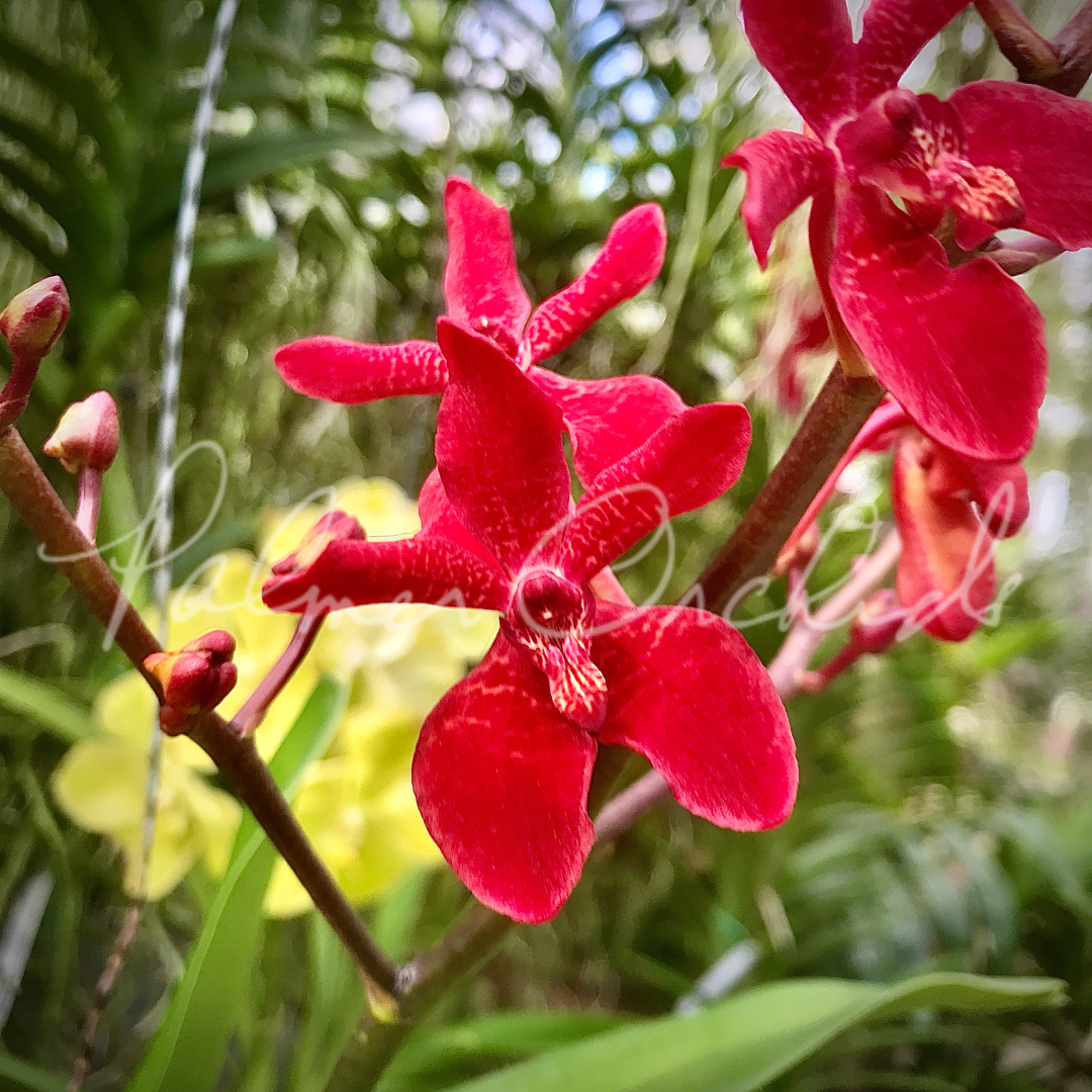 Rnps. Lion's Splendor - Palmer Orchids 1.png