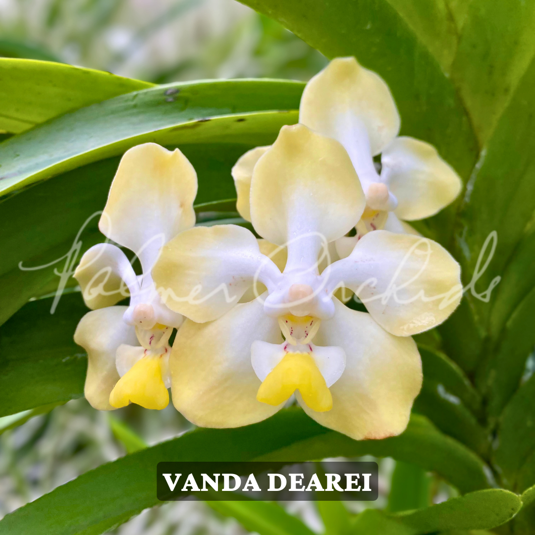 Vanda dearei.png