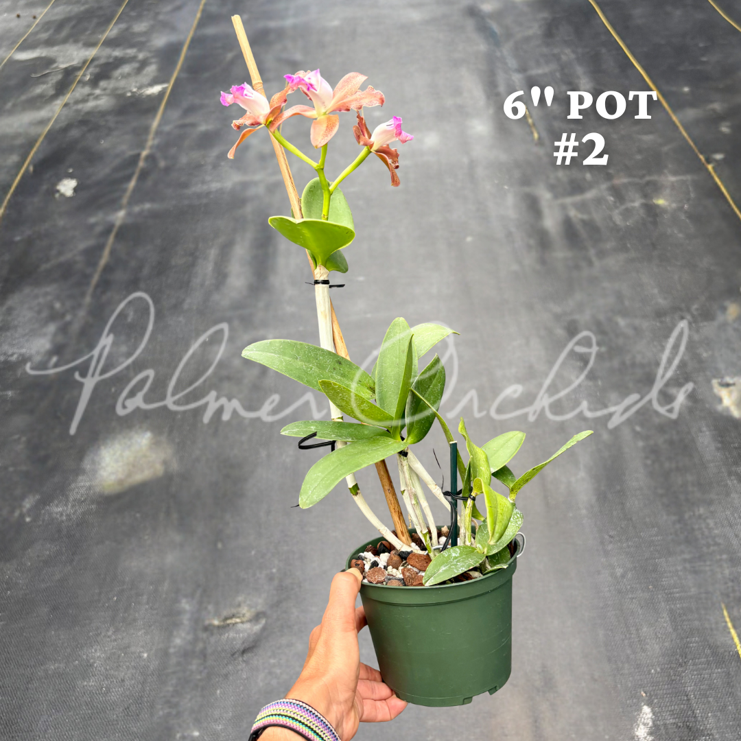 Cattleya tigrina (albina x alba) 6.png