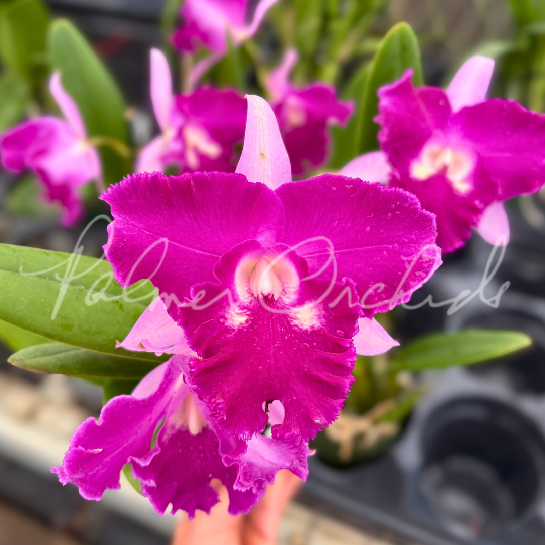 Rlc. Sa-Ngob Delight 'Krarit' Palmer Orchids 1.png