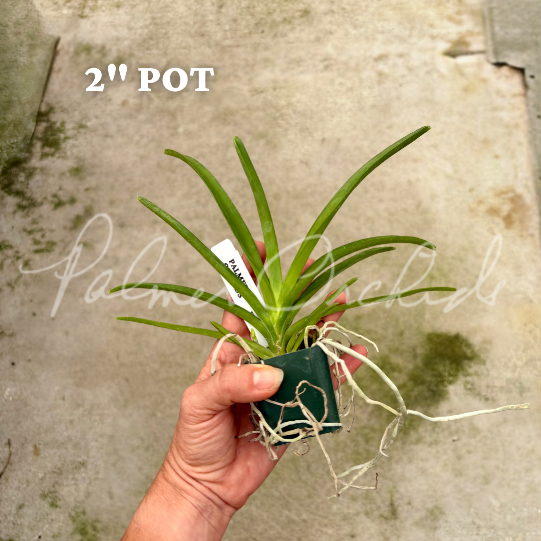 Vanda sanderiana alba 6.png