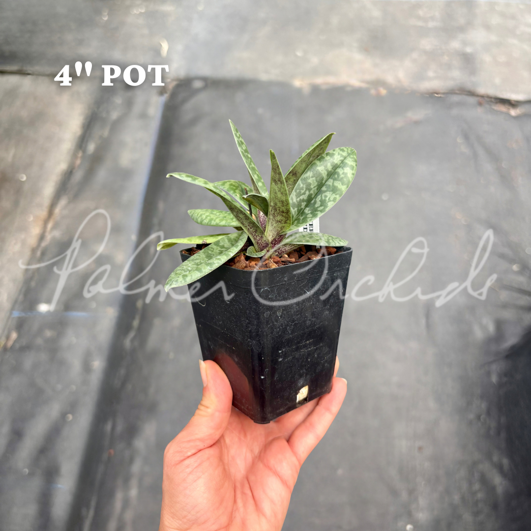 Paph. venustum 4.png
